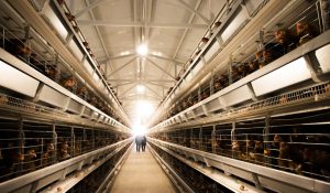 Interior view of a large, industrial chicken farm owned by “Нионшэль” ХХК, with long rows of cages on both sides. The cages are filled with chickens, and two silhouetted figures stand at the end of the aisle, illuminated by bright light from outside an open door.