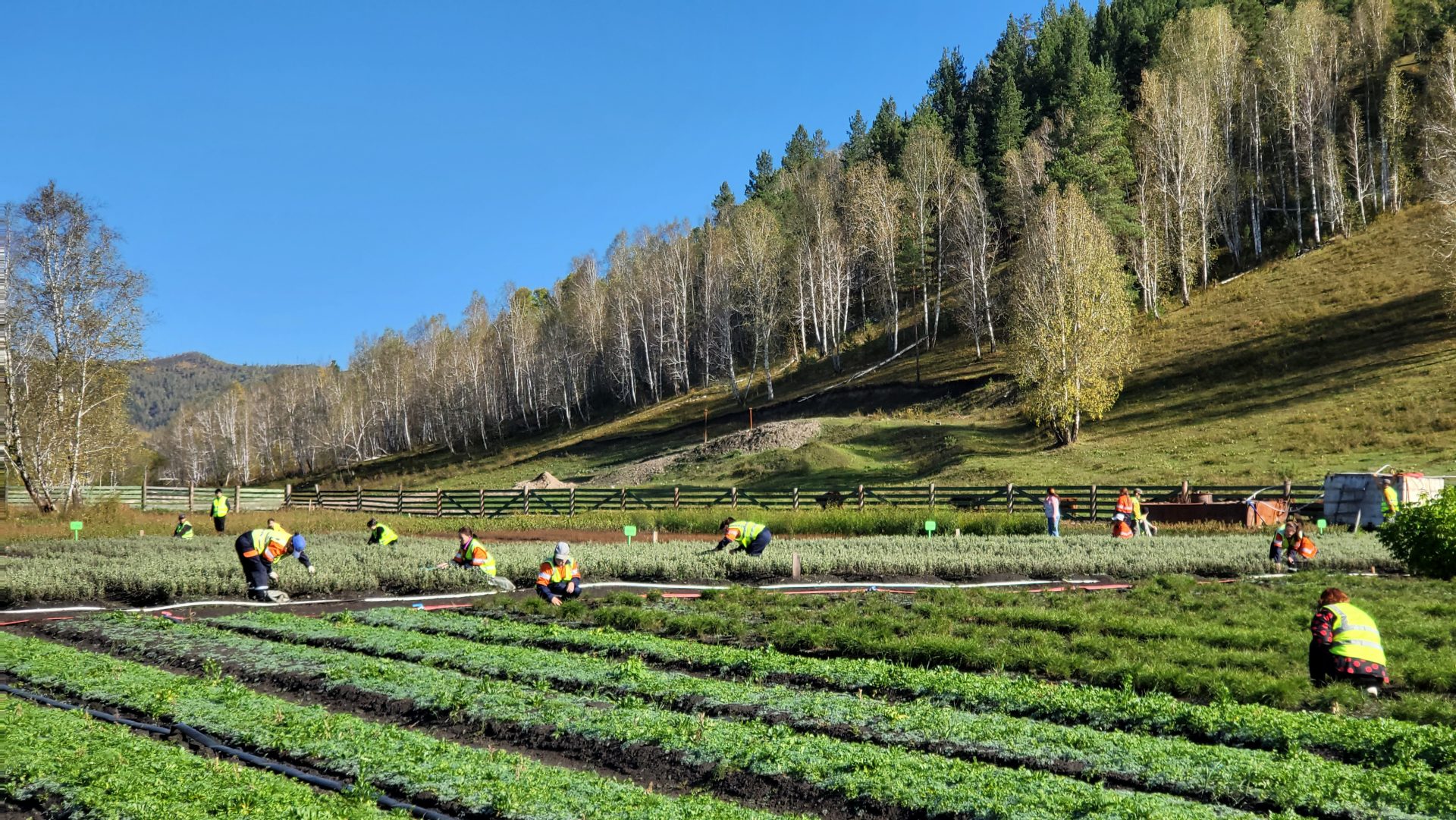 People in high-visibility vests are working in a sprawling green field surrounded by a wooden fence. The background features a hillside with sparse trees under a clear blue sky.