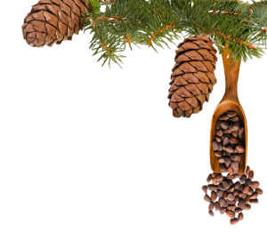 A pine branch with two pine cones hangs above a wooden scoop spilling pine nuts onto a white surface.