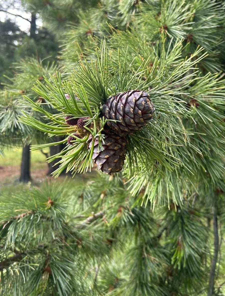 Close-up of a pine tree branch with two pine cones nestled among green needles, symbolizing the innovative future of эко менежмент бодлого. The softly blurred background highlights the natural setting.