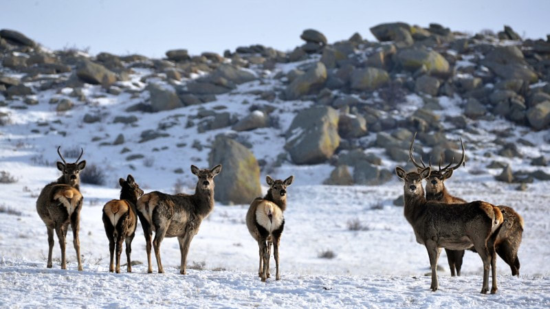 A herd of deer stands on a snowy landscape with rocky hills in the background. The scene includes a mix of adult deer and one with antlers. The sky is clear, and the ground is covered in snow, creating a serene winter setting.