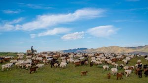 A person on horseback skillfully herds a large flock of sheep and goats across a grassy landscape, embodying the essence of мал аж ахуй under a bright blue sky with scattered clouds. Rolling hills provide a picturesque backdrop to this timeless scene.